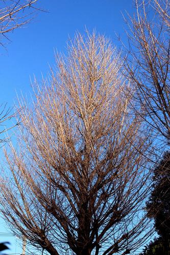 冬の木々１.jpg