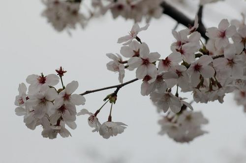 桜１０.jpg