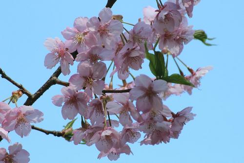 桜６.JPG